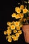 Orchid: yellow Dendrobium