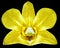 Orchid yellow flower, black isolated background with clipping path. Closeup. no shadows. for design.