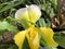 Orchid Yellow Paphiopedilum Orryon
