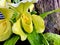 Orchid Yellow Paphiopedilum Orryon