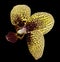 Orchid yellow-white-vinous flower. isolated on black background with clipping path. Closeup. Motley spotty flower.