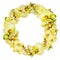 Orchid yellow wreath isolated on white