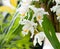 Orchidaceae coelogyne cristata. Orchid with white flowers.