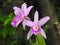 ORCHIDACEAE Dendrobium â€˜sonia\\\' in the garden of Thailand