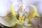 The Orchidaceae are a diverse and widespread family of flowering plant