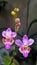 Orchidaceae doritis pulcherrima lindl