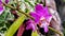 Orchidaceae .doritis pulcherrina lindl.