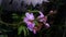 Orchidaceae or doritis pulcherritima with drop water after rain