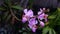 Orchidaceae or doritis pulcherritima with drop water after rain