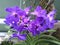 Orchidaceae indigo
