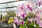 Orchidaceae , Orchid flower in the garden , nature background or wallpaper