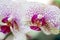 Orchidaceae White and Pink