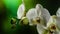 Orchiday flower blossom burgeon 4k