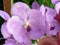 Orchidea Arrangement