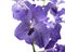 Orchidea blu, Vanda Coerulea
