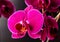Orchidea Flower nature botany bloom