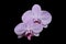 Orchidee phalaenopsis \'Mosella\' pale violet flowers.