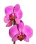 Orchids