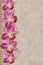 Orchids background