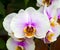 Orchids. Beautiful orchid flower arrangement with green background. Vanda ,orchids, flowers, nature.