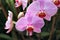 Orchids beauty 1