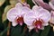 Orchids beauty 2