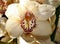 Orchids beauty 4