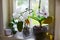 Orchids blooming on window of cozy house