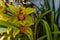 Orchids blossom macro. bloom tropical orchids in a greenhouse. s