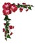Orchids and Bougainvillea red floral border