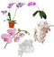 Orchids collection isolated on a white