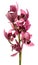 Orchids cymbidium flower