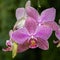 Orchids family plants, different colors
