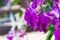 Orchids flower blooming