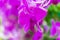 Orchids flower blooming