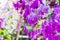 Orchids flower blooming