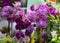 Orchids. Flower market. Hong Kong.