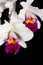 Orchids flowers on black (Catt