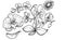 Orchids flowers graphic illustration drawing sketch doodle