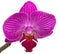 Orchids flowers phalaenopsis orchid flower