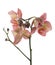 Orchids flowers phalaenopsis orchid flower