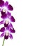 Orchids frame