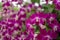 Orchids garden, bunches of pink petals Dendrobium hybrid orchid blossom on dark green leaves blurry background