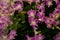Orchids garden, bunches of pink petals Dendrobium hybrid orchid blossom on dark green leaves blurry nature background