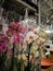 Orchids in garden department supermarket