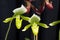 Orchids: Green lady slipper or pitcher orchids