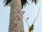 Orchids grow on palm tree trunks