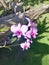 Orchids growing on a drift wood root in tropical garden