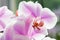 Orchids growing tips. How take care tropic plants indoors. Gardening and planting. House plants. Orchids soft gentle