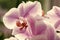 Orchids growing tips. How take care tropic plants indoors. Gardening and planting. House plants. Orchids soft gentle